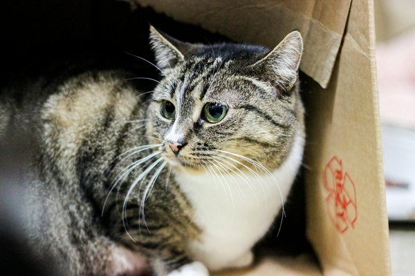 Die entscheidende Bedeutung der Ernährung für die Prävention von Alzheimer und Demenz: Wie Ihre Essgewohnheiten das Risiko senken können